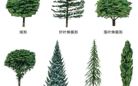 如何利用图像识别技术准确识别大树种类？