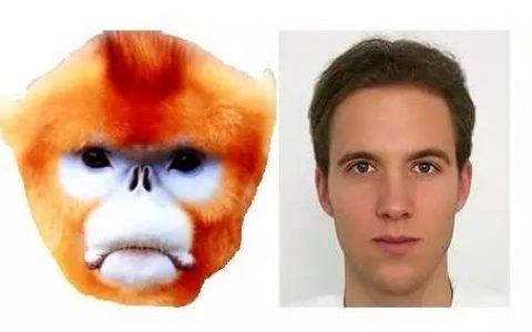 动物界中的人脸识别技术，我们能从中获得哪些启示？