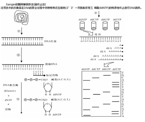 二代测序数据拼接之原理篇 _基于二代测序的基因组突变检测