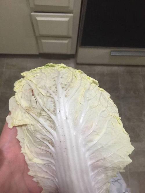 大白菜把iso放哪里