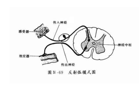 如何理解反射弧的结构及其在神经系统中的作用？