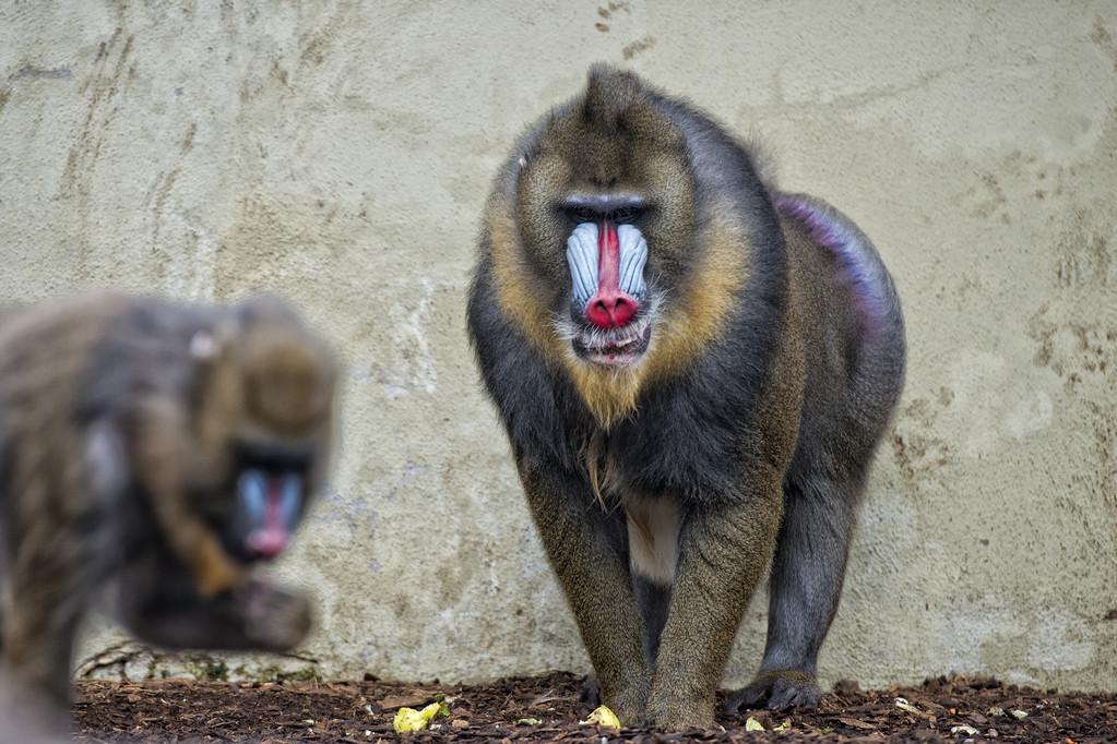 mandrill_