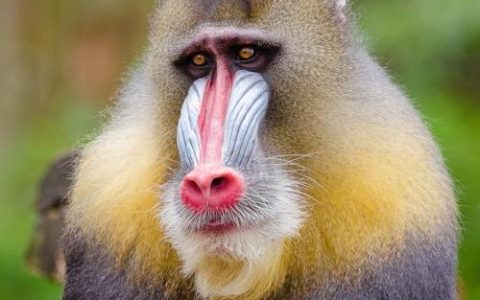 Mandrills: How Do These Colorful Primates Communicate and Interact in the Wild?