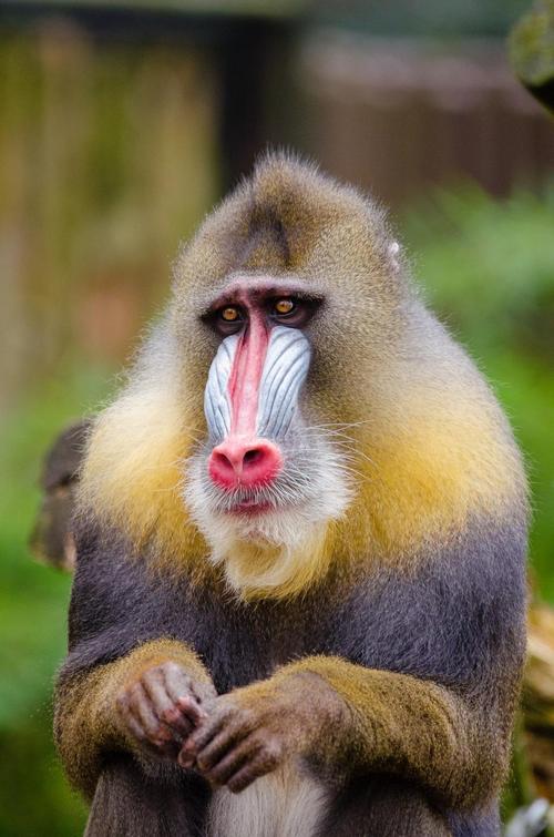 mandrill_
