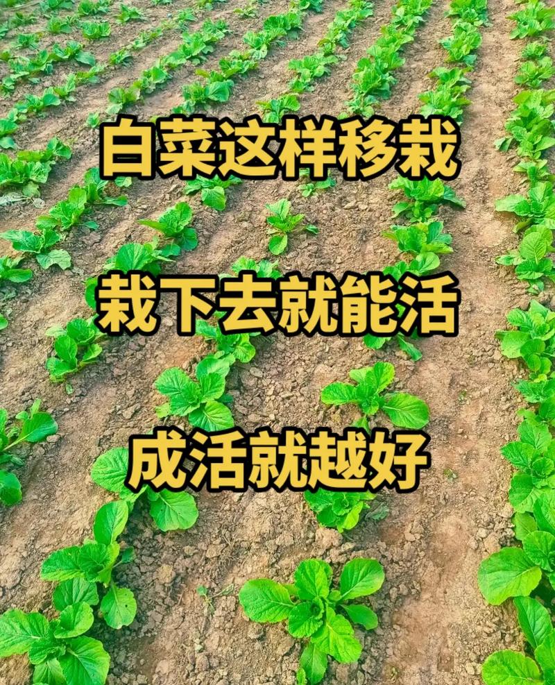 大白菜1.8在哪里下载