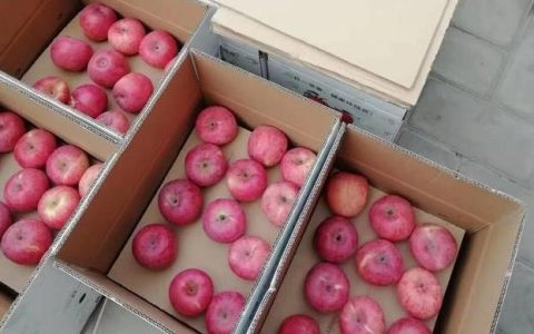 苹果应该存放在何处以保持新鲜？