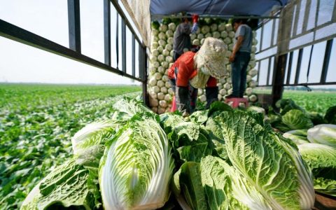 大白菜软件的安装位置究竟在哪里？