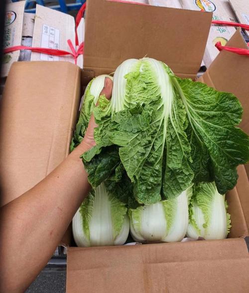 大白菜安装在哪里