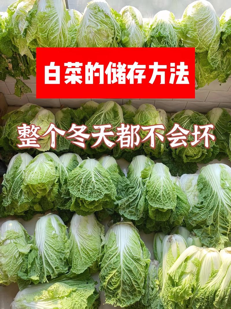 大白菜制作完放哪里
