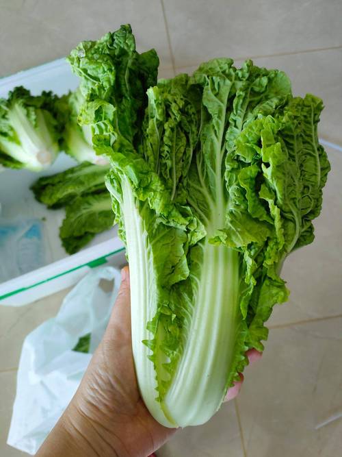 大白菜制作完放哪里