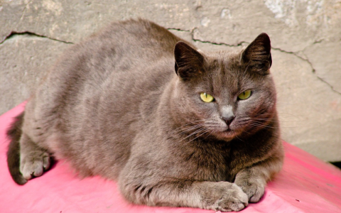 星秀猫明星助力应用如何下载？