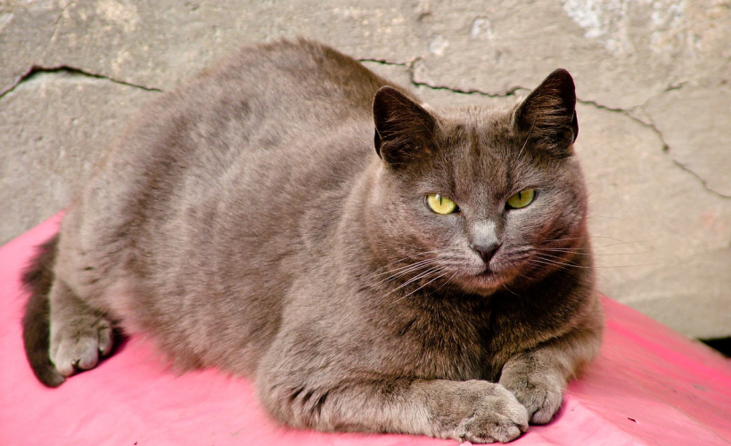 星秀猫明星助力应用如何下载？