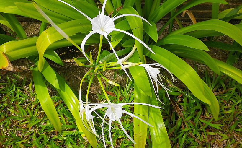大白菜通常存放在何处？