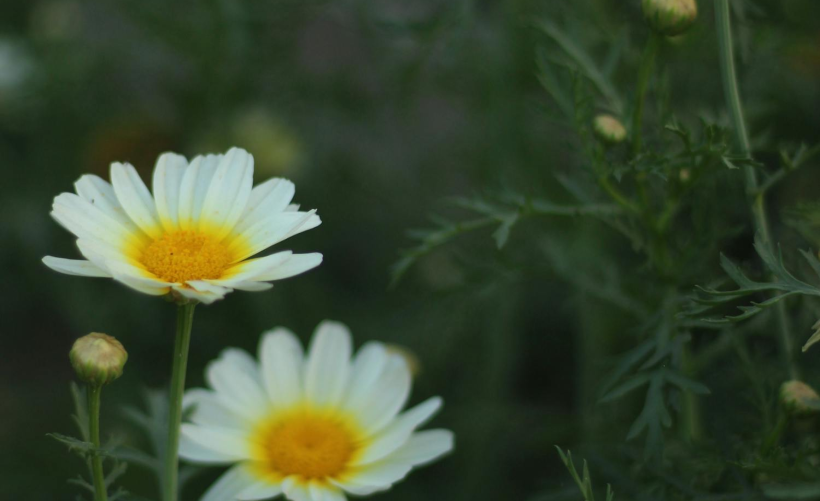 佳能7200cdn警告灯持续闪烁，如何快速诊断并解决问题？