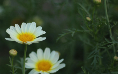 为什么佳能9100Cdn的警告灯持续闪烁？