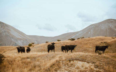 什么是七牛云CDN源站域名？