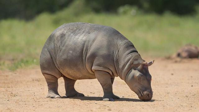 负载均衡之ocelot