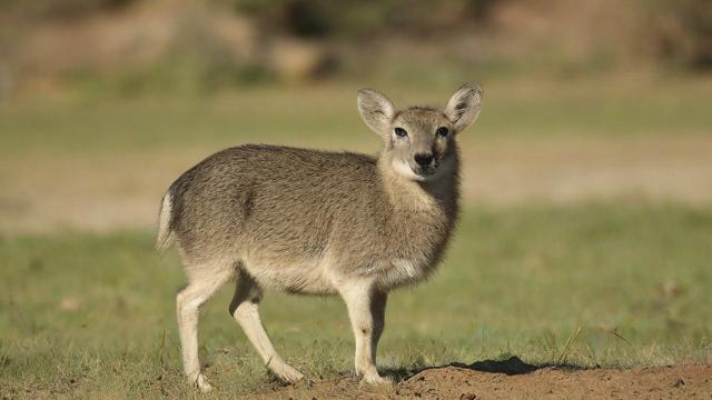 负载均衡之ocelot